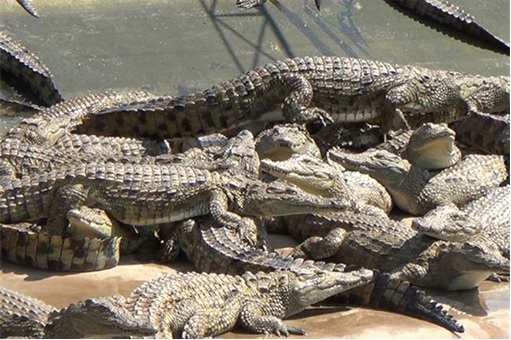 white himalayan crocodile