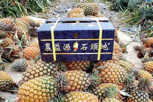 Taiwan Pineapples - Farm